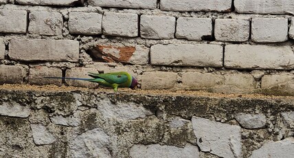 Boho Retreat & Stays Room Type - Bedroom 2
