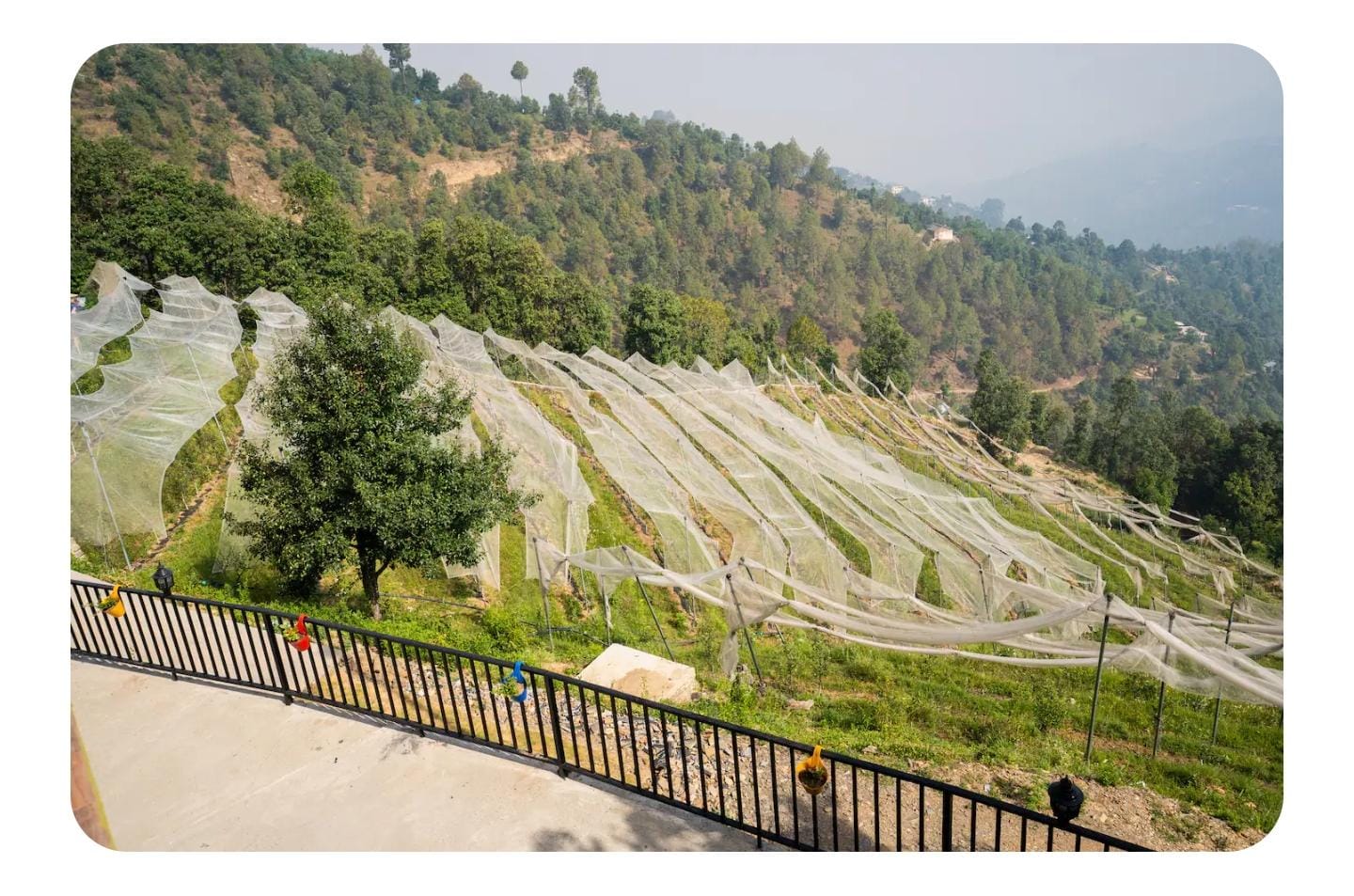 Erigeron Himalayan Hotels - Tap to explore photos