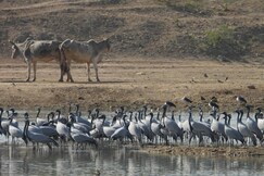 GOKUL JAWAI
