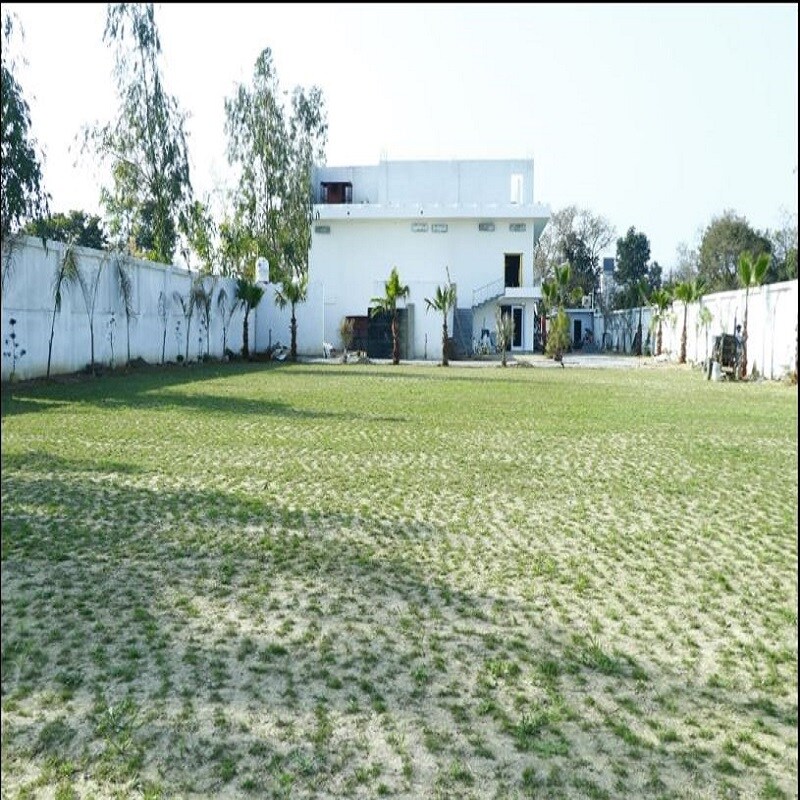 Golden Leaf - Tap to explore photos