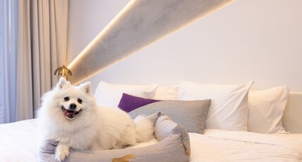 HOTEL X BRISBANE FORTITUDE VLY Room Type - 1 King Standard Balcony Dog Friendly HOTEL X BRISBANE FORTITUDE VLY Room Type - 1 King Standard Balcony Dog Friendly